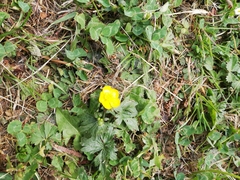Ranunculus montanus