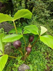 Arisaema costatum