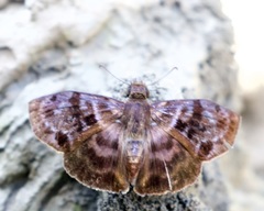 Ebrietas