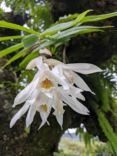 White Thunia