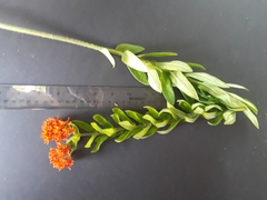Asclepias tuberosa interior