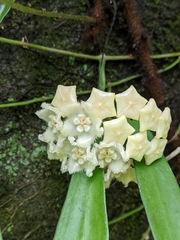 Hoya longifolia