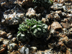 Draba longisquamosa