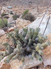 Tylecodon wallichii ecklonianus