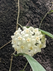 Hoya longifolia