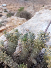 Tylecodon wallichii ecklonianus