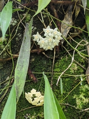 Hoya longifolia