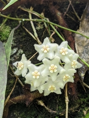 Hoya longifolia