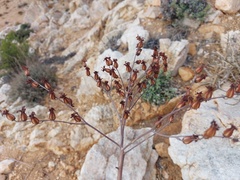 Tylecodon wallichii ecklonianus