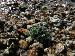 Draba longisquamosa