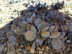 Crassula namaquensis