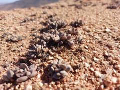 Crassula namaquensis