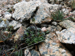 Draba longisquamosa