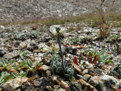 Draba longisquamosa