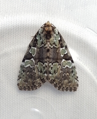 Leuconycta lepidula