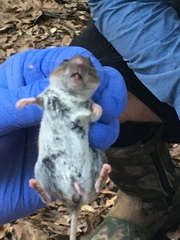 Peromyscus gossypinus
