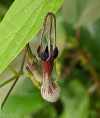 Ceropegia hookeri