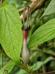 Ceropegia hookeri