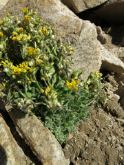 Draba lemmonii