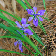 Iris rossii