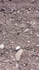 Cysteodemus wislizeni