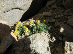 Draba lemmonii