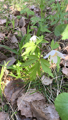 Anemonoides nemorosa