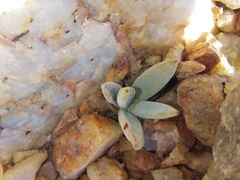 Crassula namaquensis