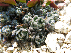 Draba lemmonii