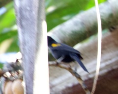 Icterus cayanensis