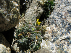 Draba longisquamosa