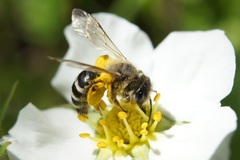 Andrena