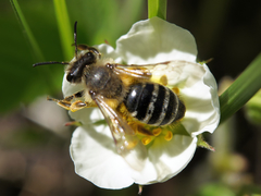 Andrena