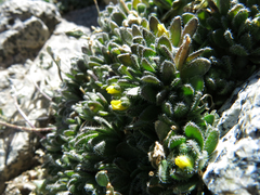 Draba longisquamosa