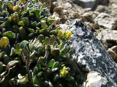 Draba longisquamosa
