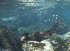 Arctocephalus pusillus