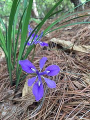 Iris rossii