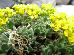 Draba lemmonii