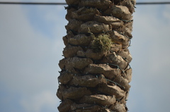 Tillandsia recurvata image