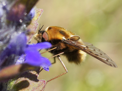 Bombylius medius