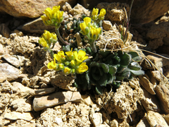 Draba longisquamosa