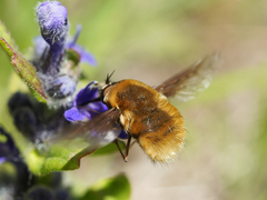 Bombylius medius