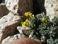 Draba lemmonii