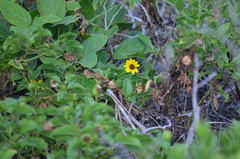 Helianthus debilis image