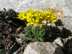 Draba lemmonii