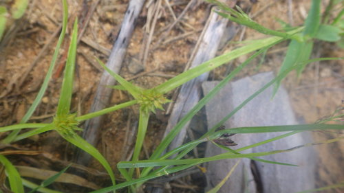 Cyperus auratus image