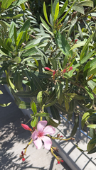 Nerium oleander
