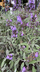 Salvia officinalis