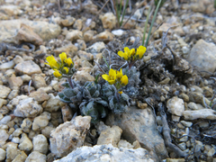 Draba longisquamosa
