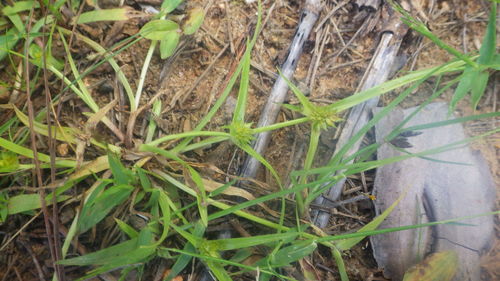 Cyperus auratus image